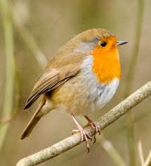 Robin