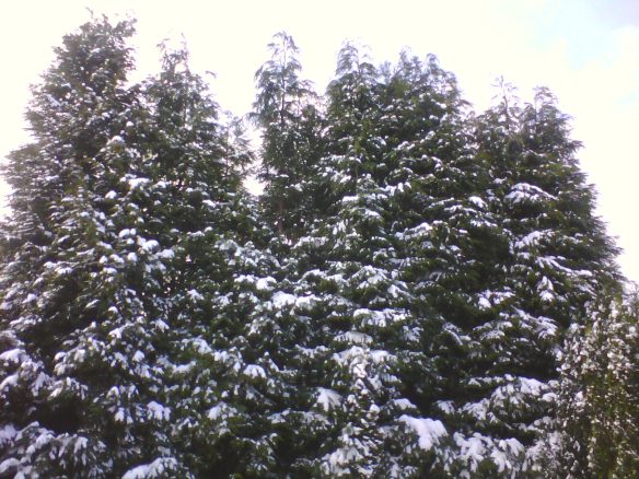 Clarabelle's Garden 11.03.13