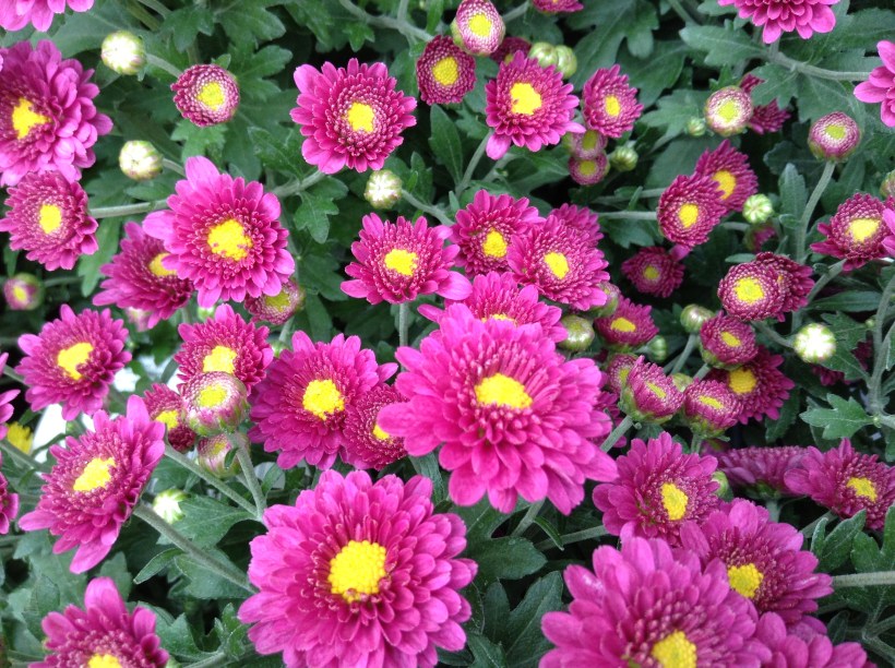 Photography by Clarabelle 2013