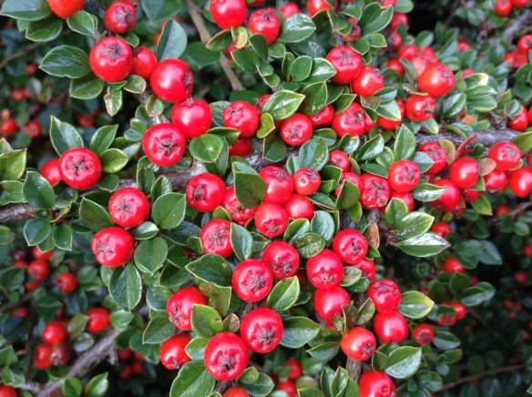Christmas Red Berries