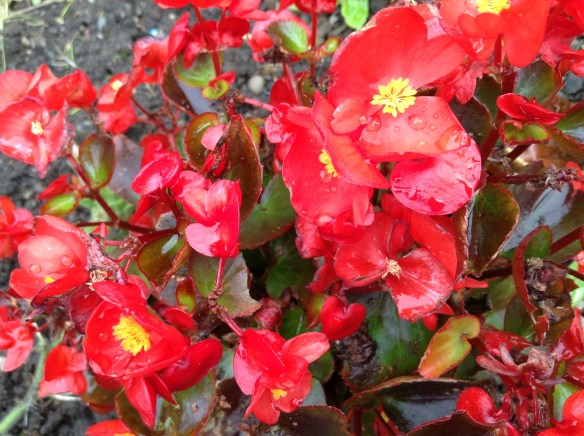 Photography by Clarabelle 2013